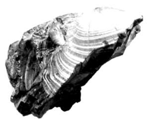 elite_shungite_stone_fraction_61-80g.