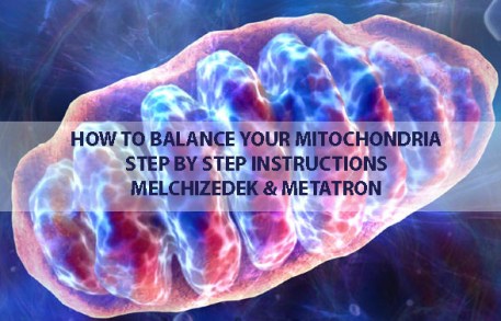 mitochondria