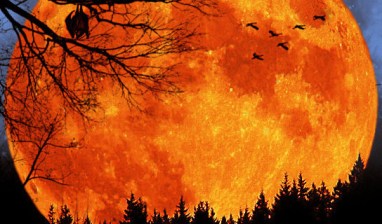 harvest-moon-crop-e1442428290759-544x320