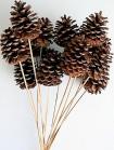 stemmed-ponderosa-pine-cone_lrg