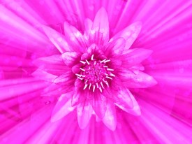 pink-flower-divine-love-hearts